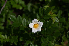 Rosa maximowicziana