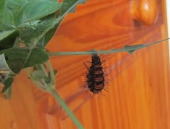 Protogoniomorpha parhassus