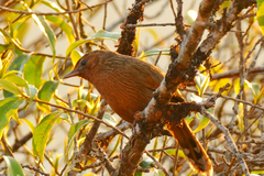 Trochalopteron lineatum