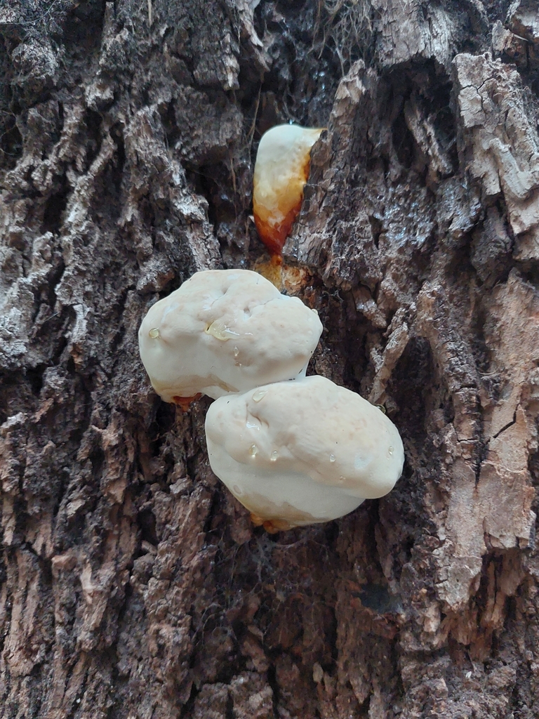 Ganoderma · December 2023 · photo: © naelin (iNaturalist, cc-by)