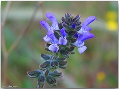 Salvia verbenaca