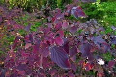 Cornus sanguinea australis