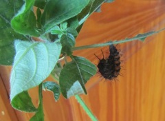 Protogoniomorpha parhassus