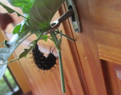 Protogoniomorpha parhassus