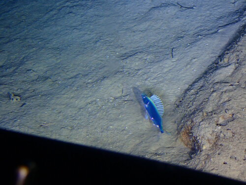 Domine (Epinnula magistralis) — Gempylidae