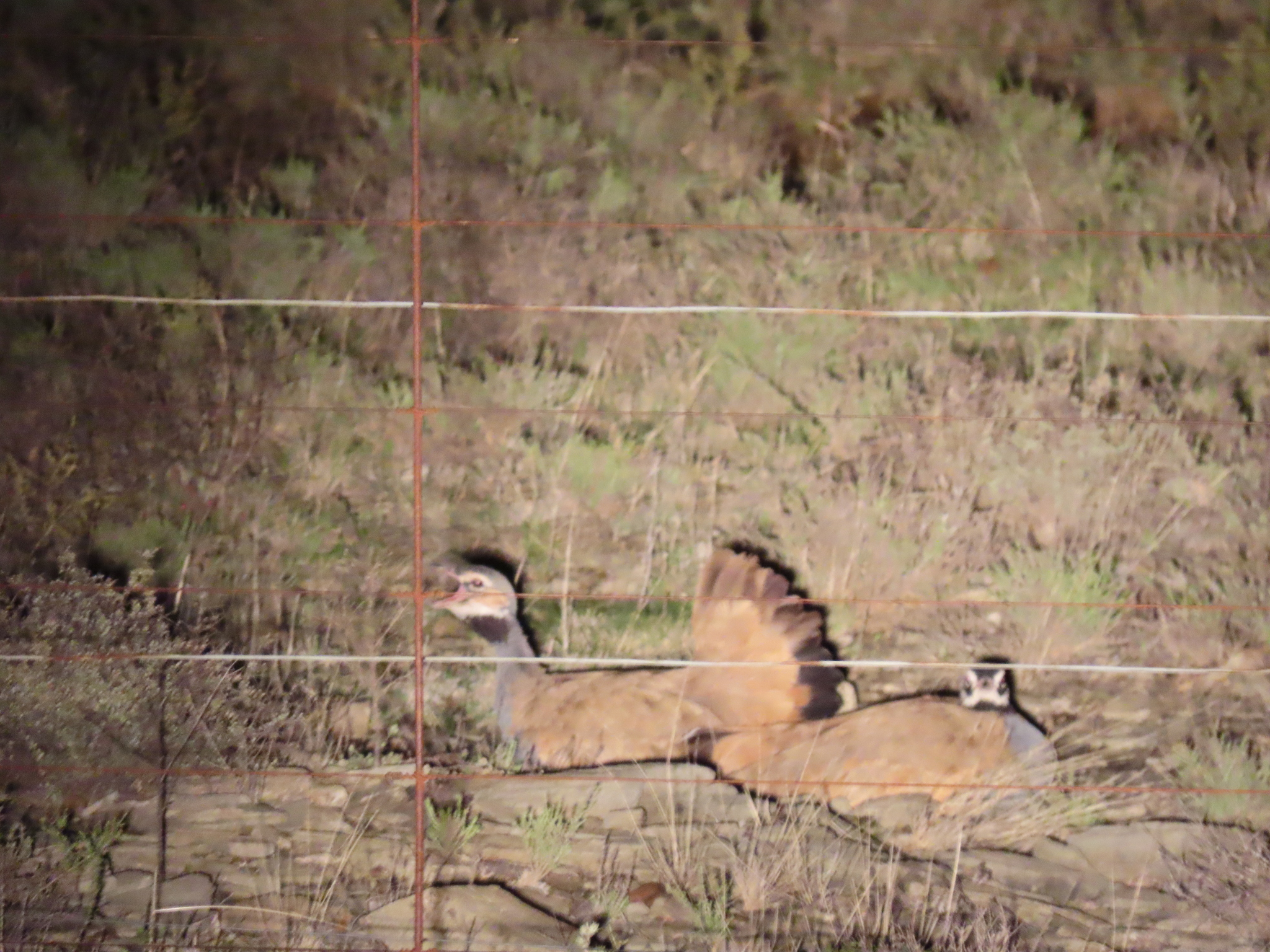 Blue Korhaan (Eupodotis caerulescens), photo 10