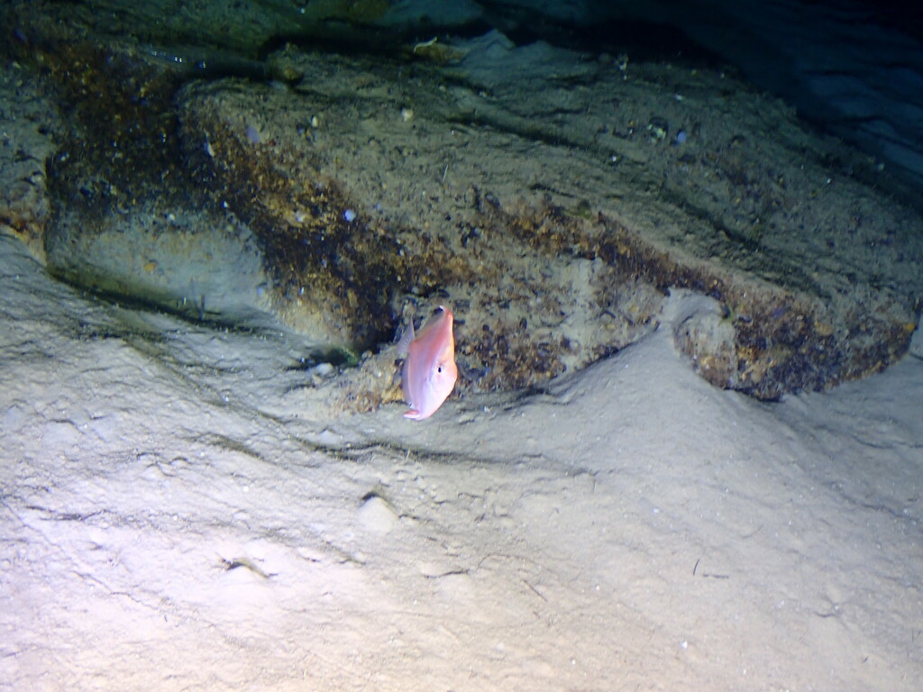Deepbody boarfish