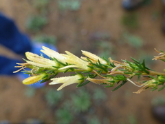 Wahlenbergia subulata