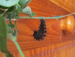 Protogoniomorpha parhassus