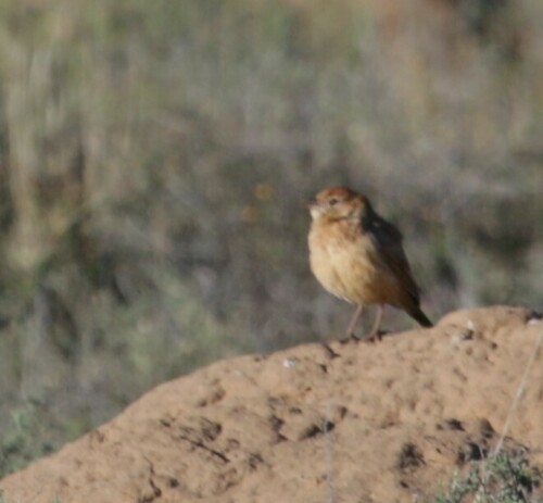 Eastern Clapper Lark (Corypha fasciolata), photo 10