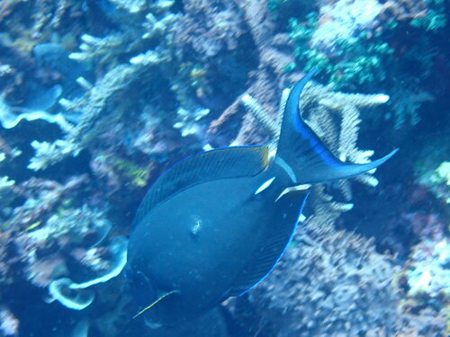 Pale-lipped surgeonfish (Acanthurus leucocheilus) — Acanthuridae — 4
