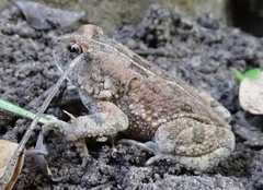Sclerophrys pusilla