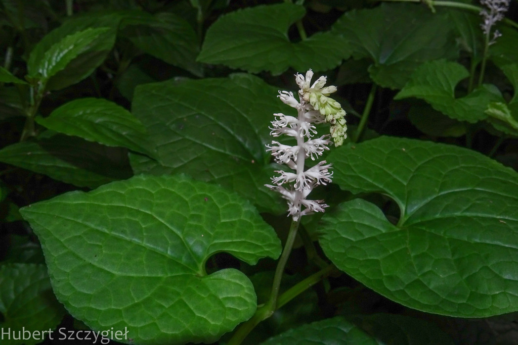 Gymnotheca chinensis (Gymnotheca chinensis)