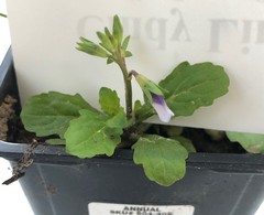 Mazus pumilus