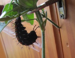 Protogoniomorpha parhassus