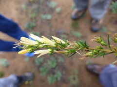 Wahlenbergia subulata
