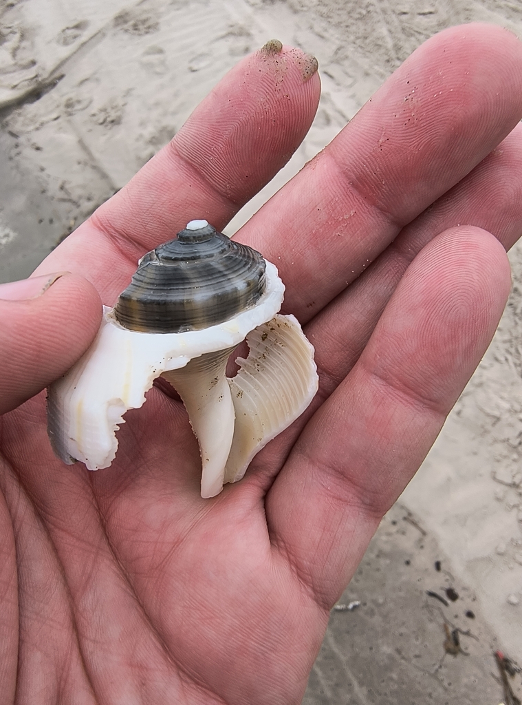 True Whelks from Padre Island, Corpus Christi, TX, USA on December 13 ...