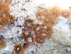 Polycyathus verrilli