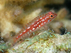 Hairfin Pygmy-Goby photo 3