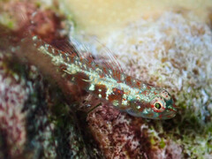 Infulata Pygmy Goby photo 2