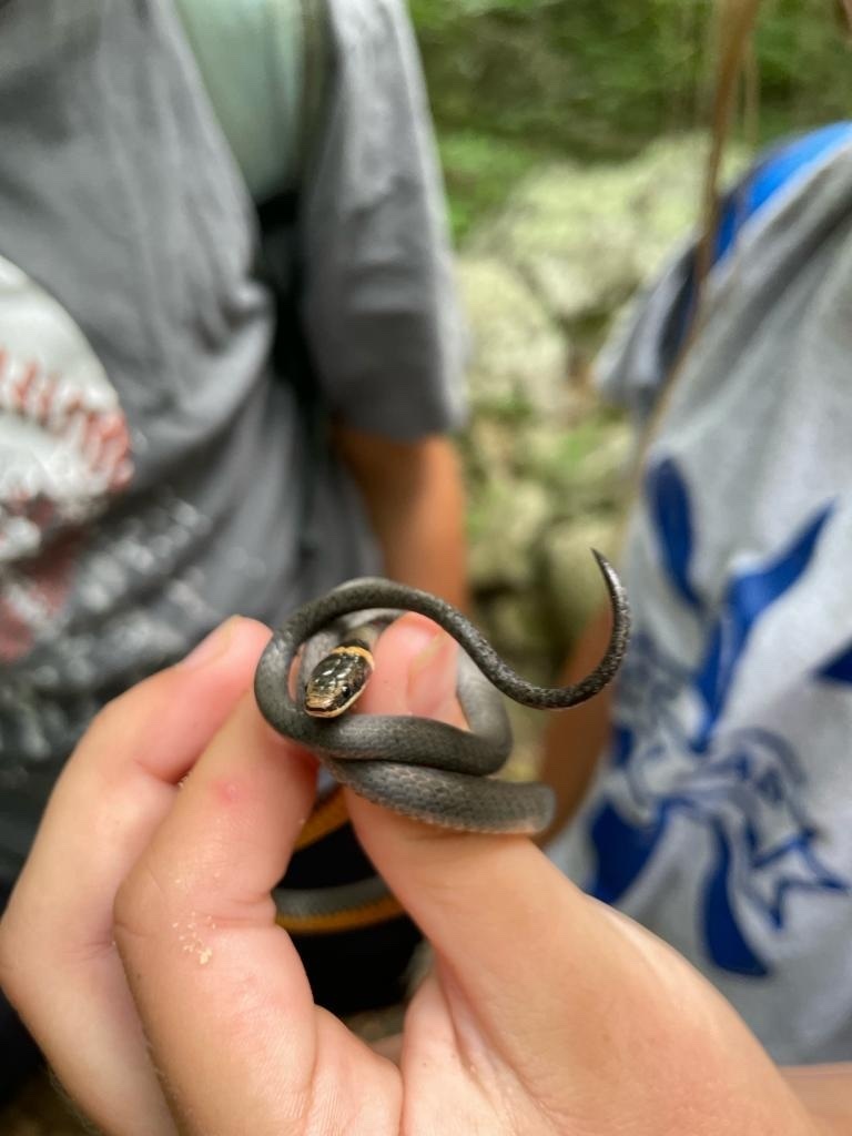 Northern Ringneck Snake from Shenandoah National Park, Stanardsville ...