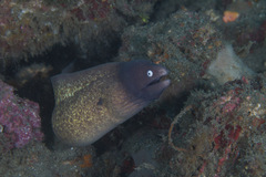 Gymnothorax thyrsoideus