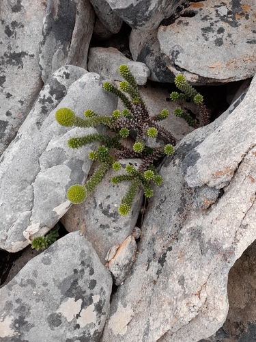 Image of Nassauvia serpens by (c) Flavien Saboureau, some rights reserved (CC BY)