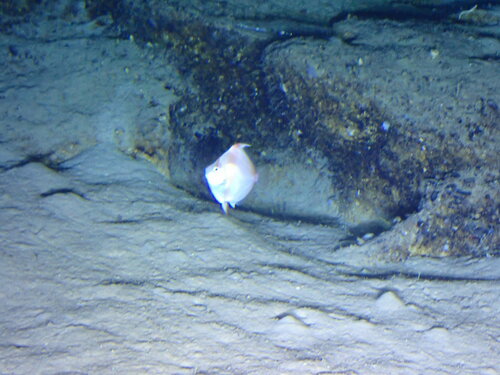 Deepbody boarfish (Antigonia capros) — Caproidae — 2