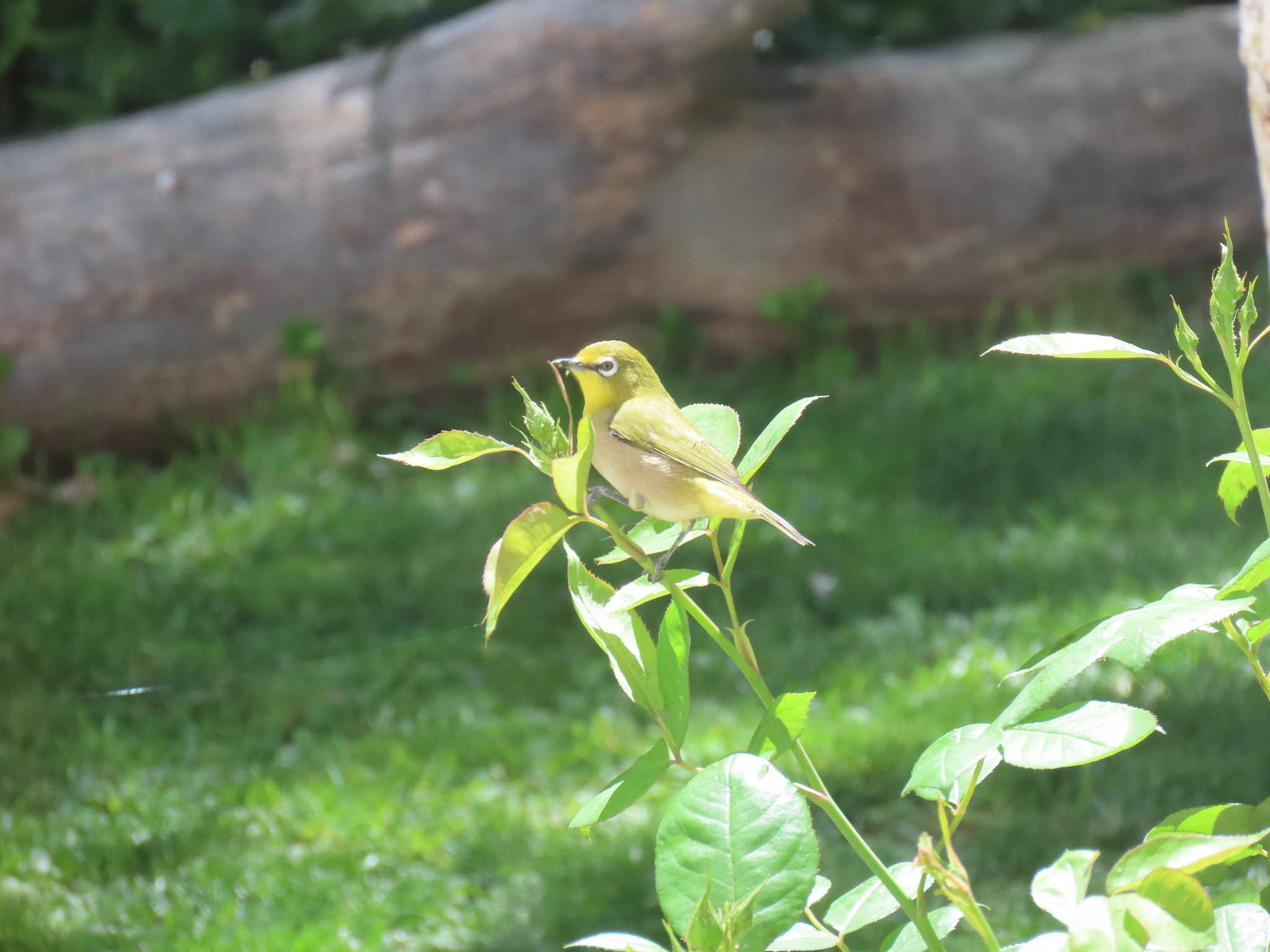 Orange River White-eye (Zosterops pallidus)