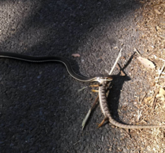 Masticophis lateralis