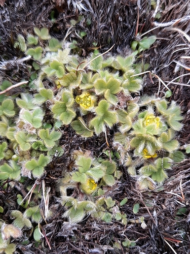 Image of Ranunculus sericocephalus by (c) Flavien Saboureau, some rights reserved (CC BY)