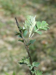 Colutea arborescens