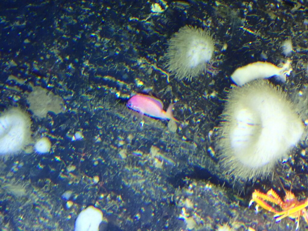 Jeweled Gemfish