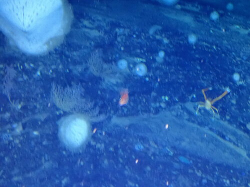 Western Roughy