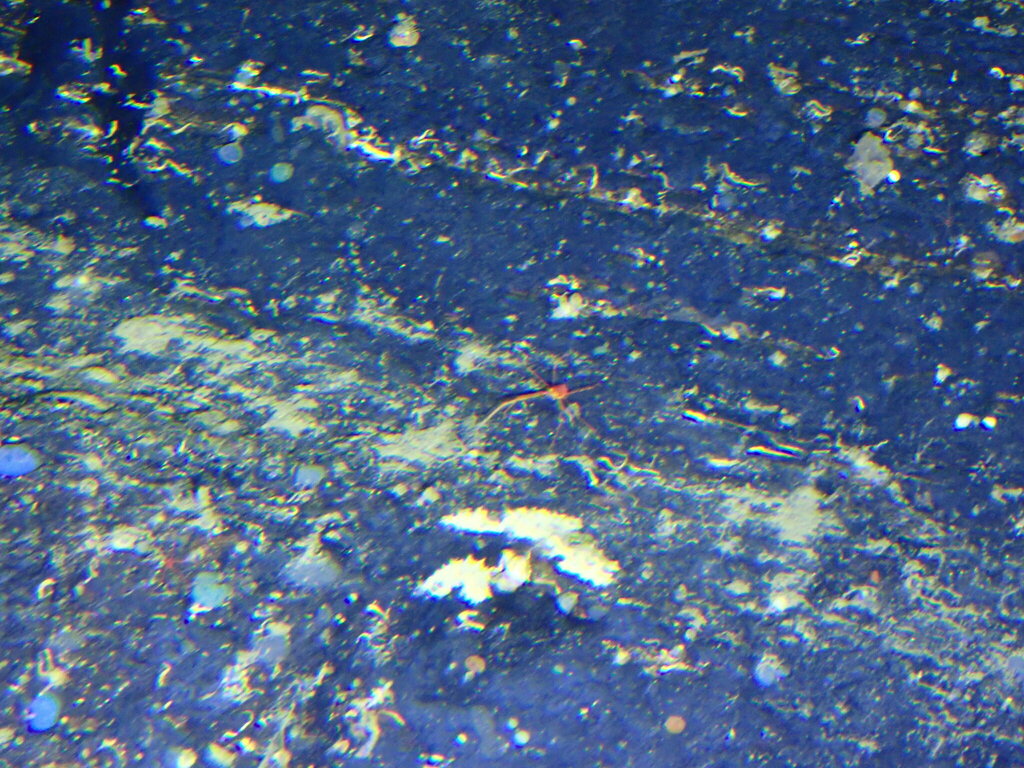 Common Squat Lobster