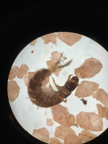 Hydropsyche orris