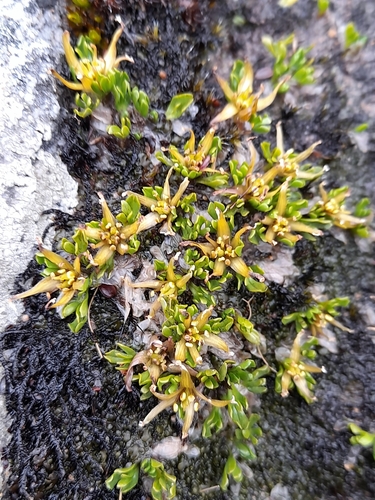 Image of Caltha appendiculata by (c) Flavien Saboureau, some rights reserved (CC BY)