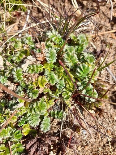 Antarctic prickly-burr (Acaena antarctica)