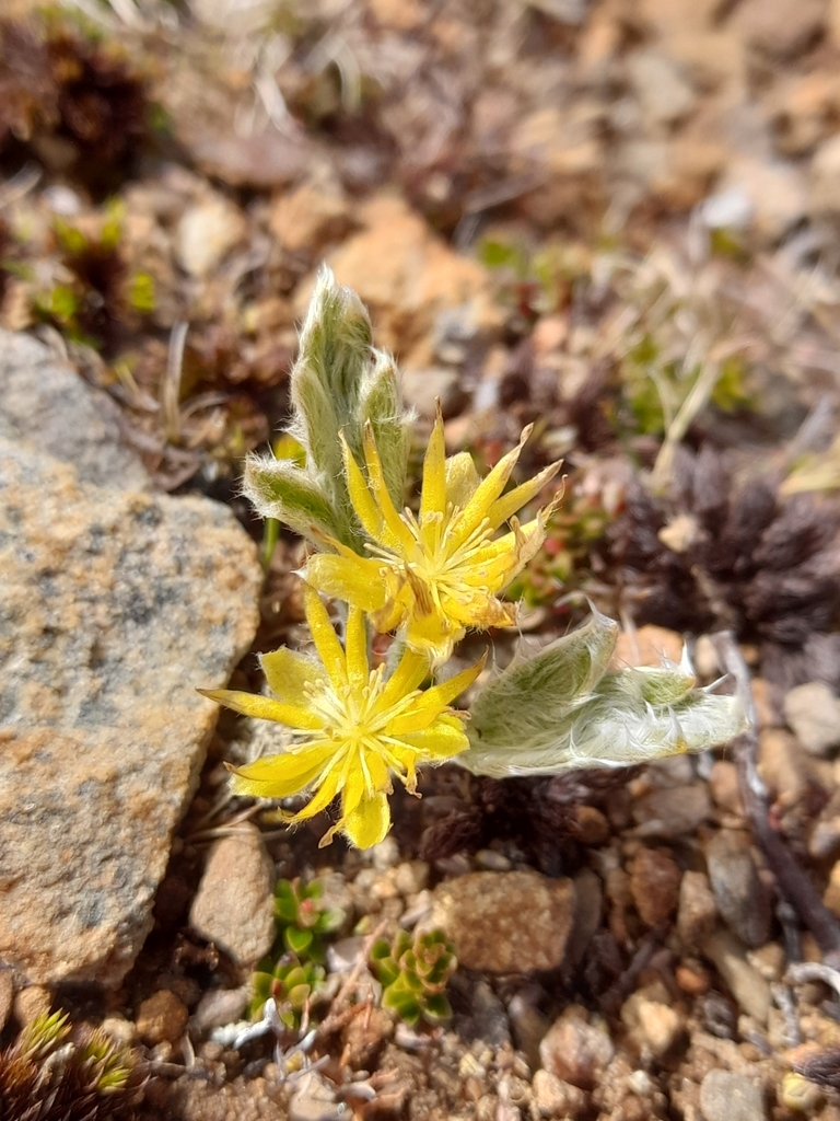 Silvery buttercup