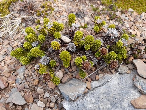 Image of Nassauvia falklandica by (c) Flavien Saboureau, some rights reserved (CC BY)
