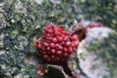 Neonectria coccinea