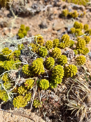 Image of Nassauvia falklandica by (c) Flavien Saboureau, some rights reserved (CC BY)