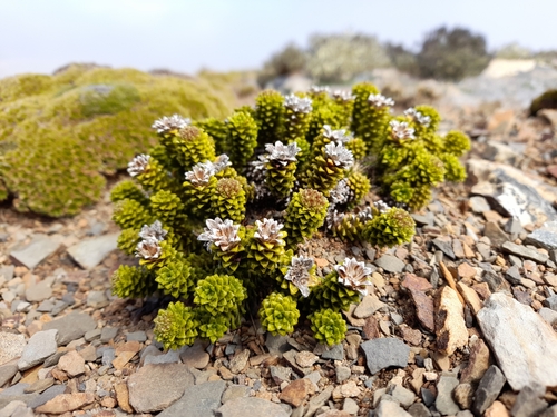 Falkland Nassauvia (Nassauvia falklandica)