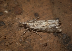 Hednota longipalpella