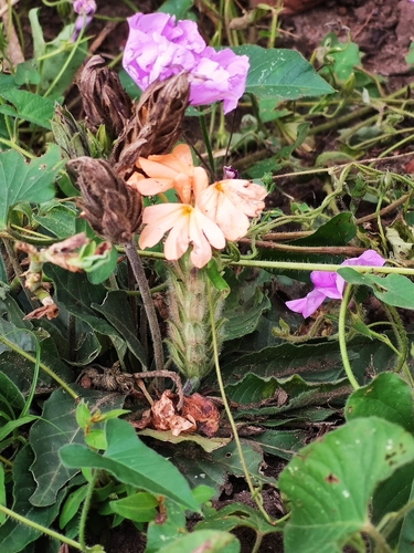 Crossandra subacaulis, photograph 5