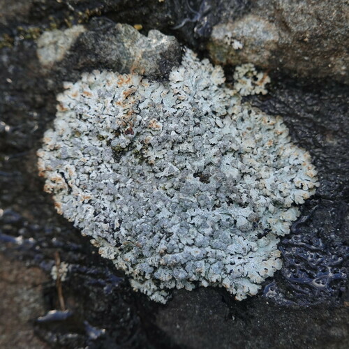Blue-gray Rosette Lichen