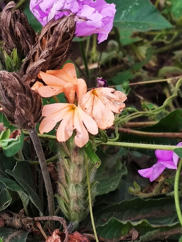 Crossandra subacaulis, photograph 6