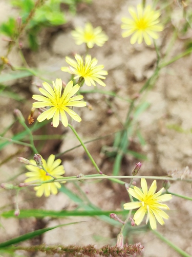 Bitter-lettuce (Launaea cornuta)