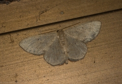 Idaea pilosata