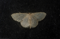Idaea pilosata